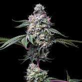 π Grape Stomper Seeds (100% off)